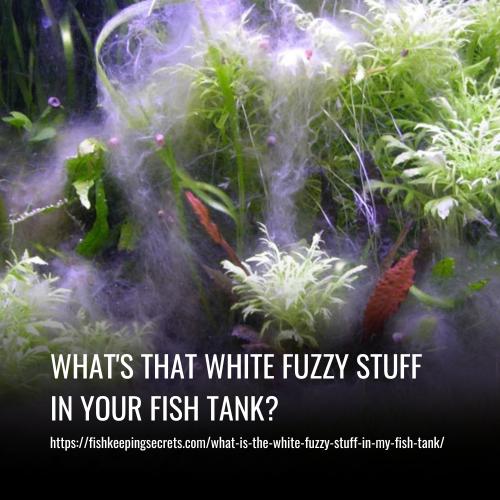 Read more about the article What’s That White Fuzzy Stuff in Your Fish Tank?