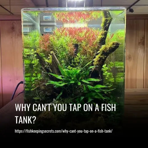 Read more about the article Why Can’t You Tap on a Fish Tank?