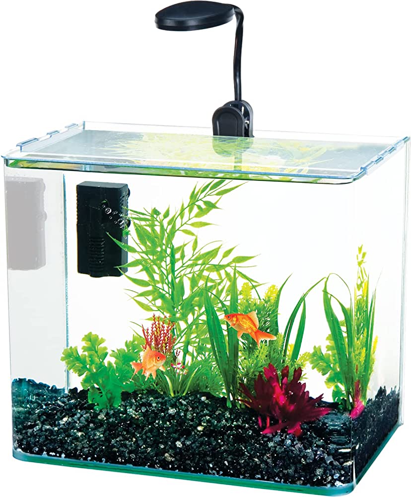 Read more about the article Why Can’t You Tap on a Fish Tank? Exploring Surprising Reasons.