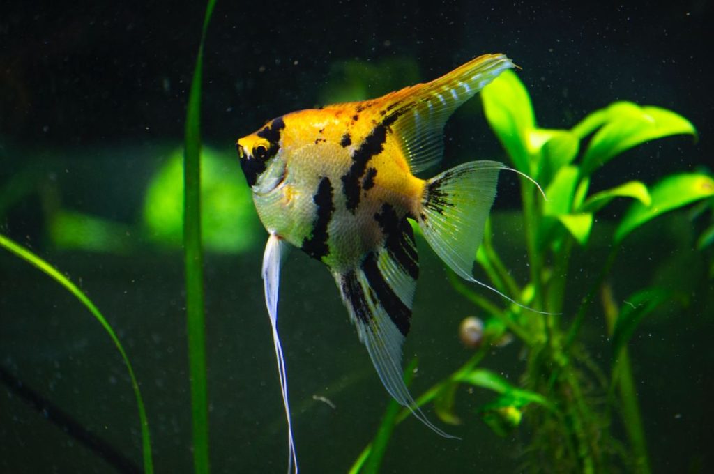 Read more about the article 10 Signs Your Fish are Thriving in Your New Tank