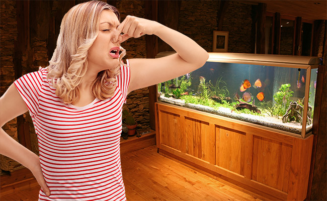 Read more about the article Can a Smelly Fish Tank Really Make You Sick? Find Out Now!