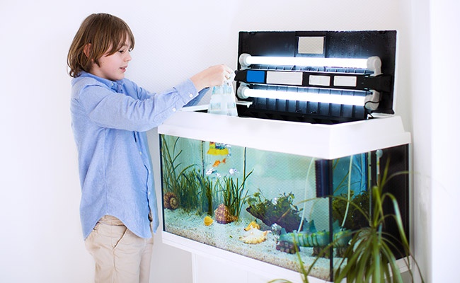 Read more about the article Surviving the Cycle: Can Betta Fish Endure Tank Cycling?