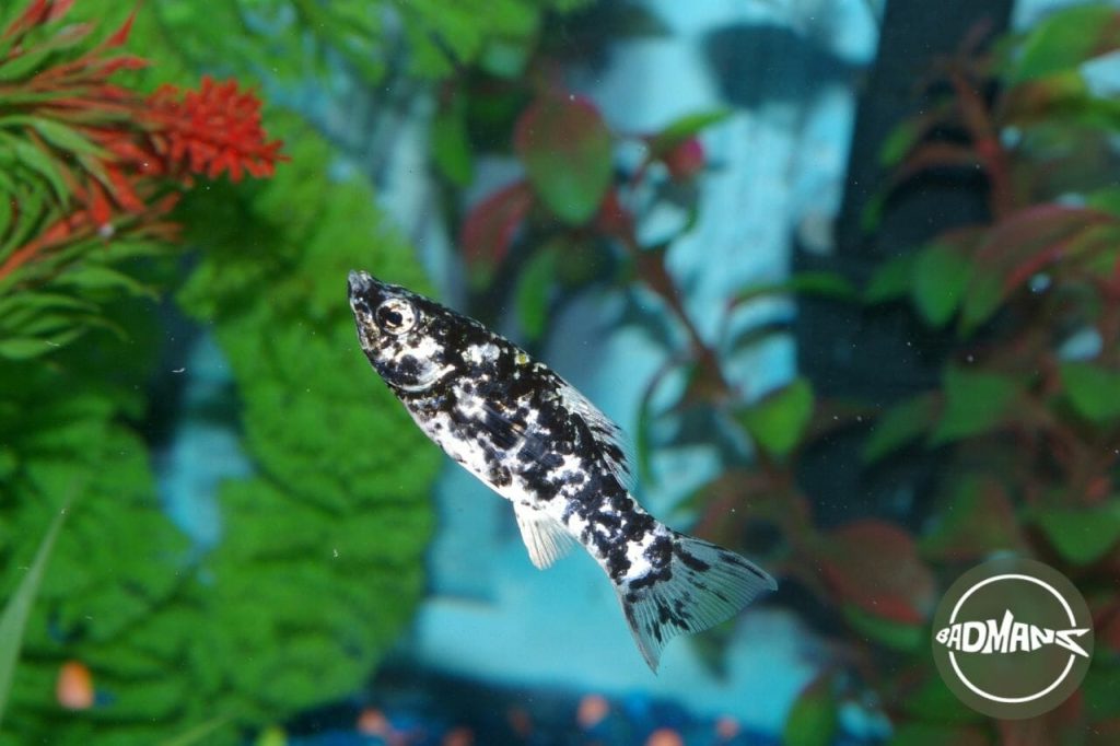 Read more about the article Discover the Perfect Number of Molly Fish for Your 10 Gallon Tank