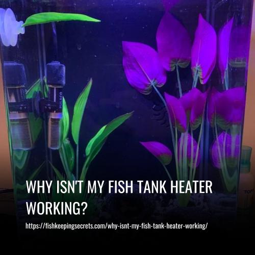 Read more about the article Why Isn’t My Fish Tank Heater Working?