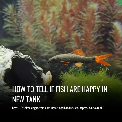 Read more about the article How To Tell If Fish Are Happy In New Tank