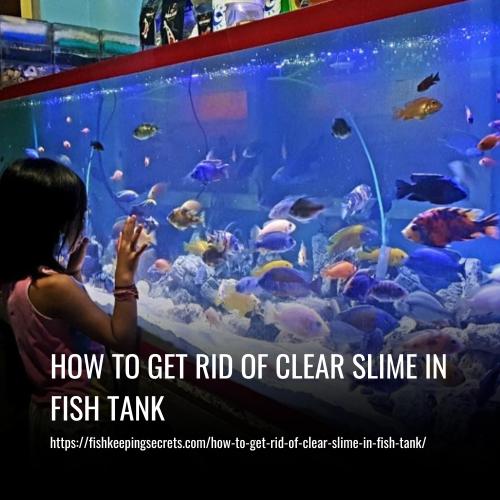 How to Get Rid of Clear Slime in Fish Tank