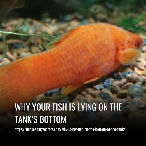 Why Your Fish is Lying on the Tank’s Bottom