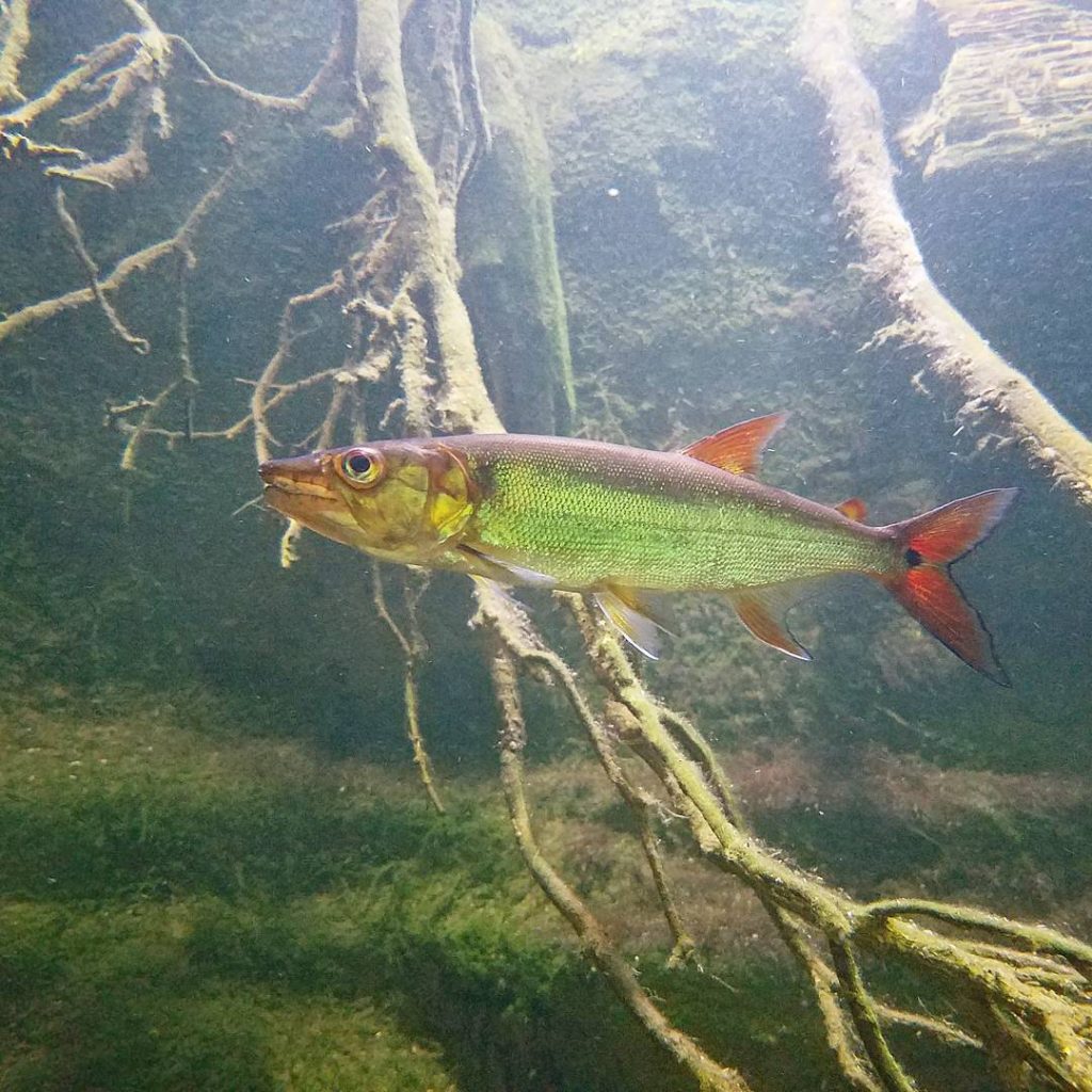 Breeding Of Red Tail Barracuda