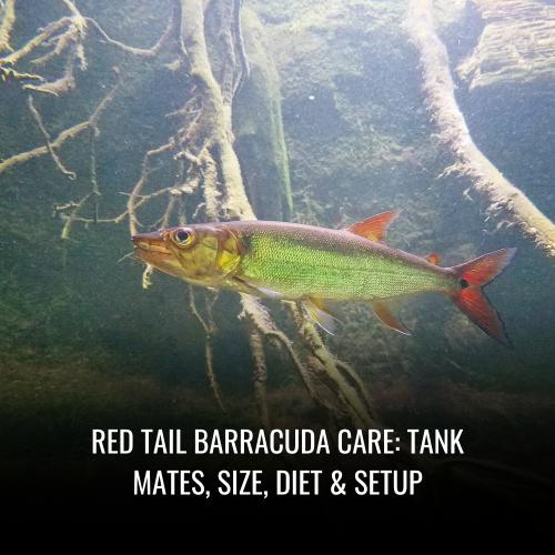 Read more about the article Red Tail Barracuda Care: Tank Mates, Size, Diet & Setup