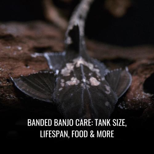 Read more about the article Banded banjo Care: Tank Size, Lifespan, Food & More