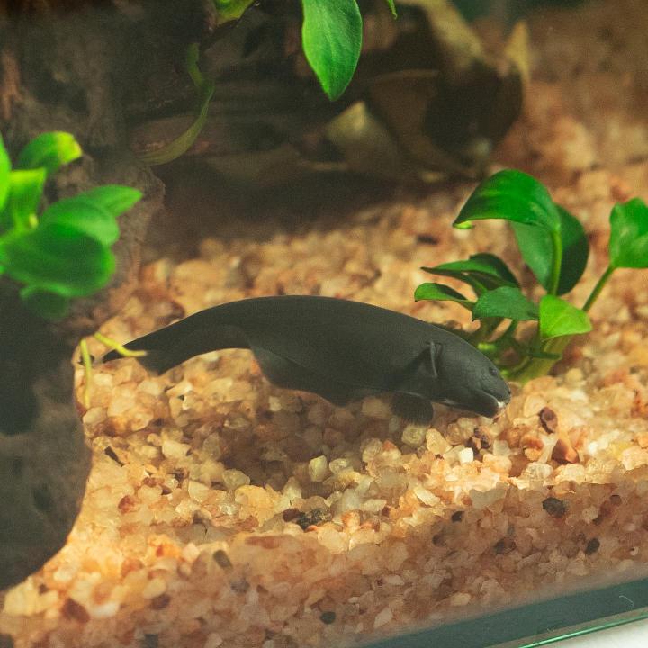 Black Ghost Knifefish Are BLACK GHOST KNIFEFISH Easy To Keep
