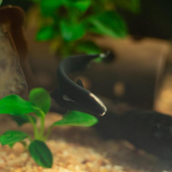 Black Ghost Knifefish Breeding BLACK GHOST KNIFEFISH In Aquarium