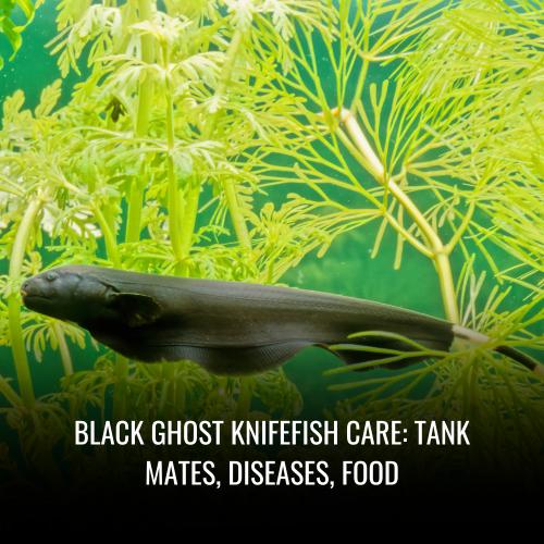 Read more about the article Black Ghost Knifefish Care: Tank Mates, Diseases, Food