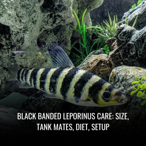 Read more about the article Black banded leporinus Care: Size, Tank Mates, Diet, Setup