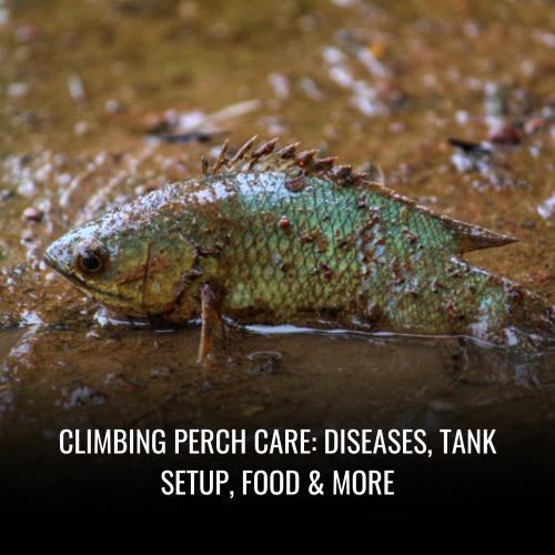 Read more about the article Climbing perch Care: Diseases, Tank Setup, Food & More