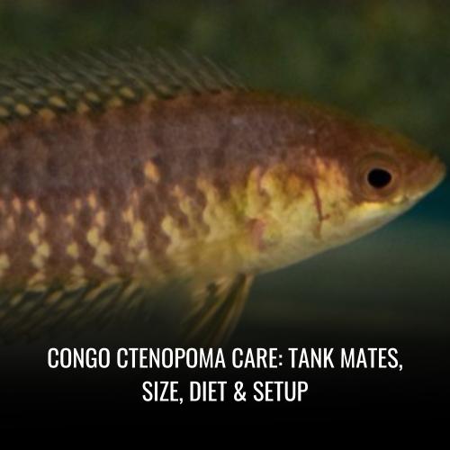 Read more about the article Congo ctenopoma Care: Tank Mates, Size, Diet & Setup