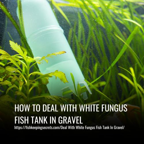 Deal With White Fungus Fish Tank In Gravel