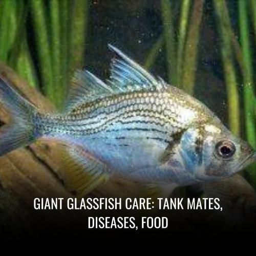 Read more about the article Giant glassfish Care: tank mates, Diseases, Food