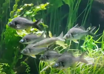 Giant glassfish Do Giant glassfish Eat Plants