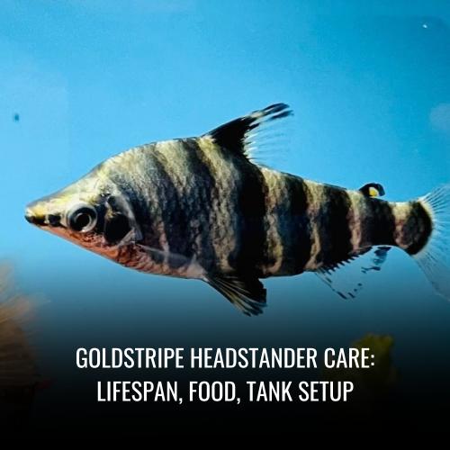 Read more about the article Marbled headstander Care: Tank Mates, Size, Diet & Setup