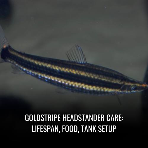 Read more about the article Goldstripe headstander Care: Lifespan, Food, Tank Setup