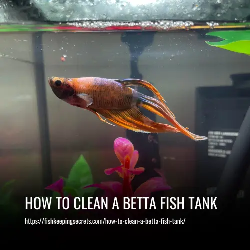 Read more about the article How To Clean a Betta Fish Tank