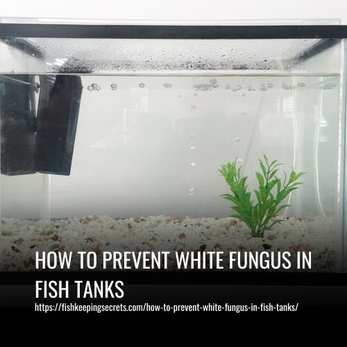 How To Prevent White Fungus In Fish Tanks