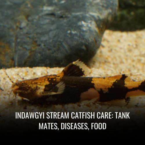 Read more about the article Indawgyi stream catfish Care: tank mates, Diseases, Food