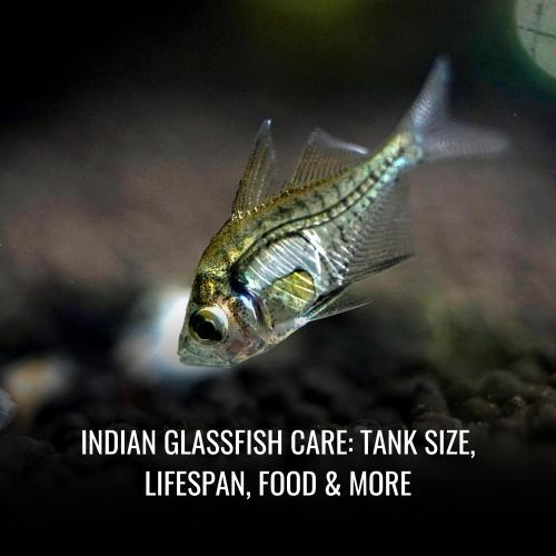 Read more about the article Indian glassfish Care: Tank Size, Lifespan, Food & More