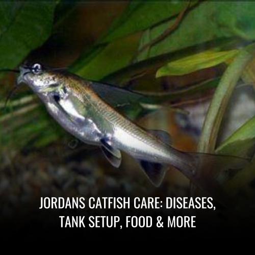Read more about the article Jordans catfish Care: Diseases, Tank Setup, Food & More