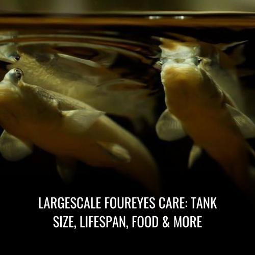 Read more about the article Largescale foureyes Care: Tank Size, Lifespan, Food & More