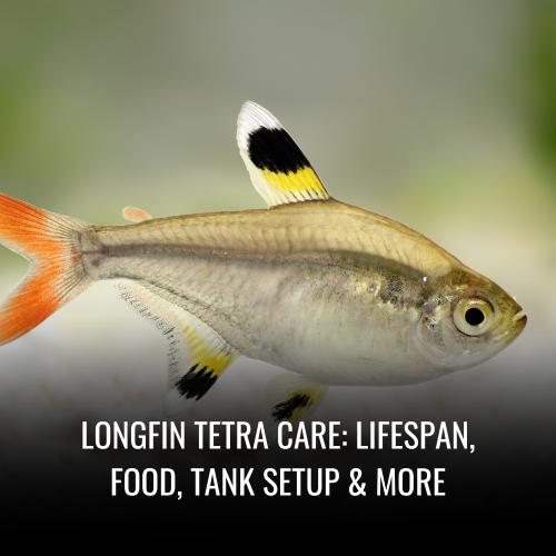 Read more about the article Longfin Tetra Care: Lifespan, Food, Tank Setup & More
