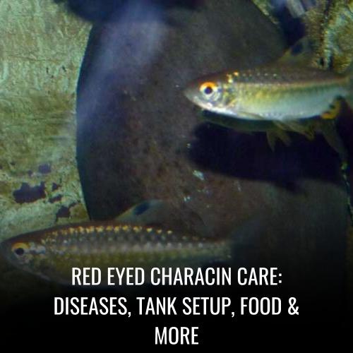 Read more about the article Red eyed characin Care: Diseases, Tank Setup, Food & More