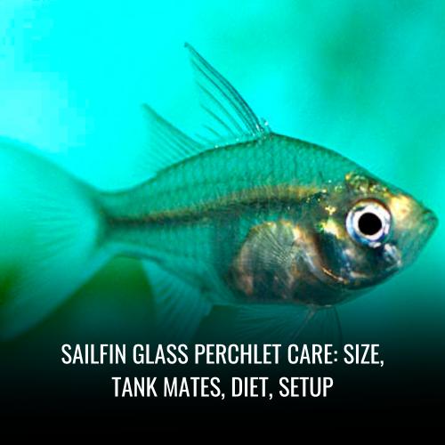 Read more about the article Sailfin glass perchlet Care: Size, Tank Mates, Diet, Setup