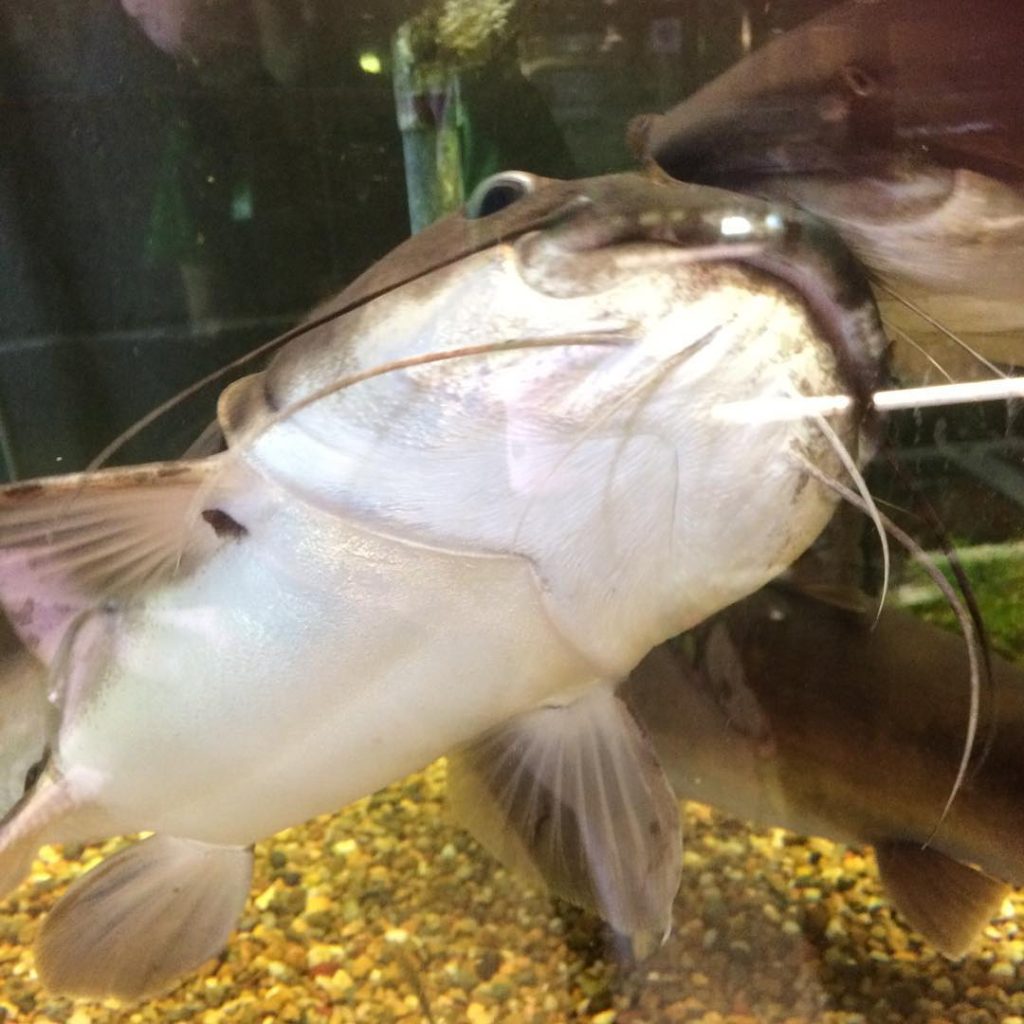 Salmontail catfish Sexing Male vs Female