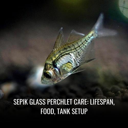 Read more about the article Sepik glass perchlet Care: Lifespan, Food, Tank Setup