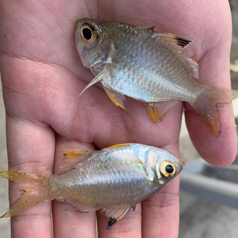 Sepik glass perchlet Care Lifespan, Food, Tank Setup