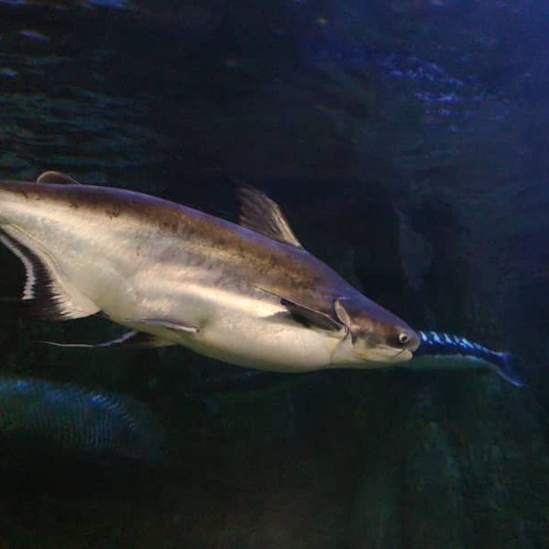 Shark Catfish Food & Diet
