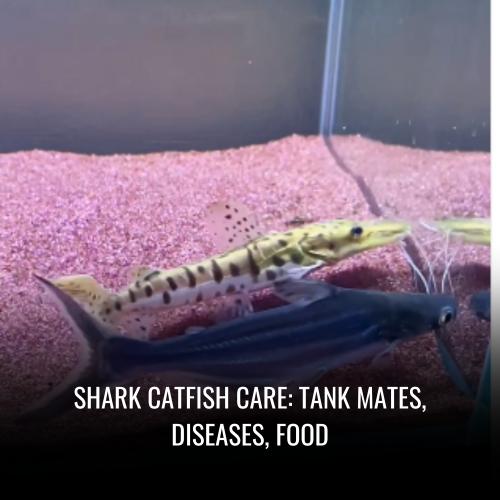 Read more about the article Shark catfish Care: tank mates, Diseases, Food