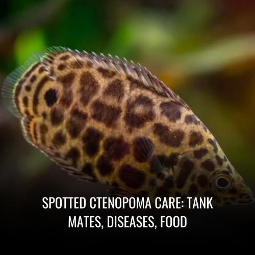 Read more about the article Spotted ctenopoma Care: tank mates, Diseases, Food
