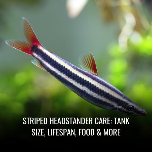 Read more about the article Striped headstander Care: Tank Size, Lifespan, Food & More