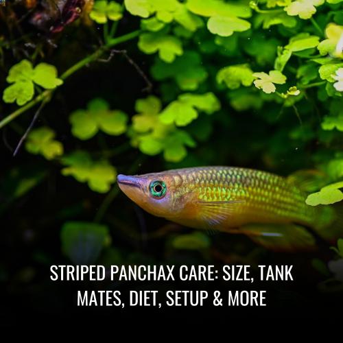 Read more about the article Striped panchax Care: Size, Tank Mates, Diet, Setup & More