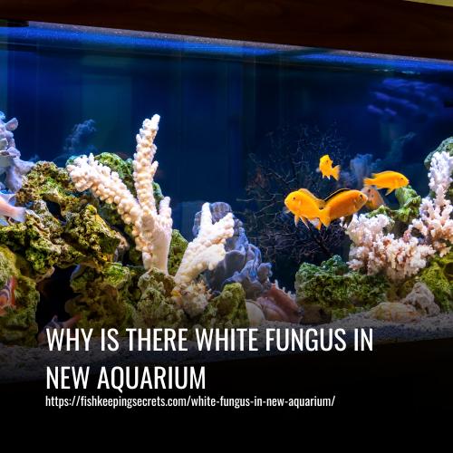 Read more about the article Why Is There White Fungus In New Aquarium
