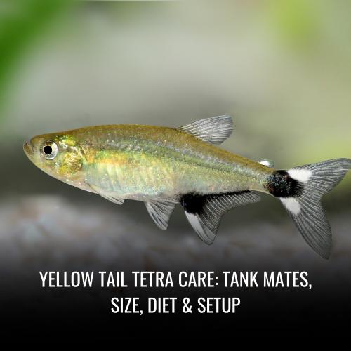 Read more about the article Yellow tail tetra Care: Tank Mates, Size, Diet & Setup