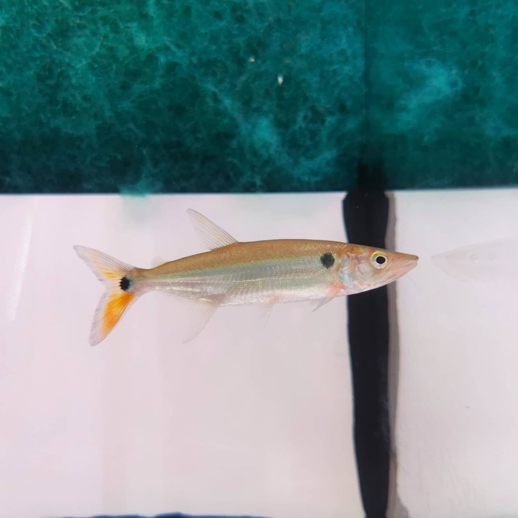 Red Tail Barracuda