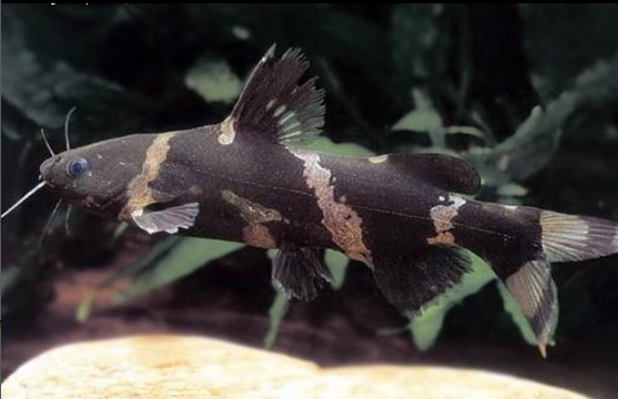 Are Asian bumblebee catfish Easy To Keep