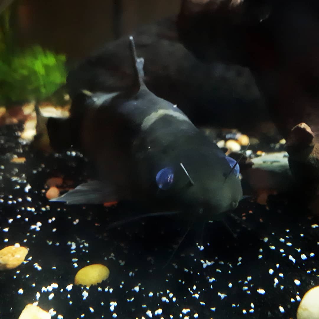 Asian bumblebee catfish Care Size, Tank Mates, Diet, Setup