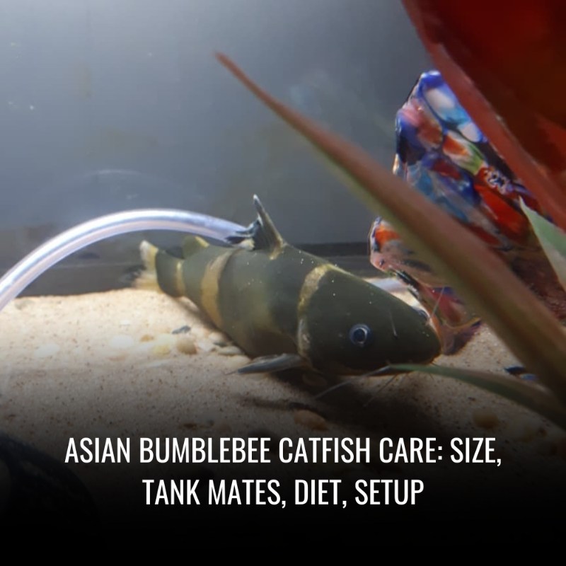 Read more about the article Asian bumblebee catfish Care: Size, Tank Mates, Diet, Setup