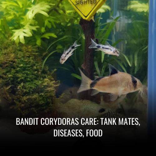 Read more about the article Bandit Corydoras Care: Tank Mates, Diseases, Food