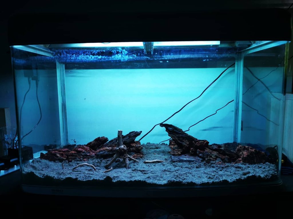 Banjo Catfish Aquarium Setup